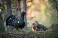 Auerhahn und zwei Auerhennen im Wald