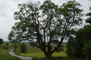 Großer Feldahorn in weiter Landschaft.