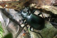 Schwarzer, leicht grünlich schillernder Käfer