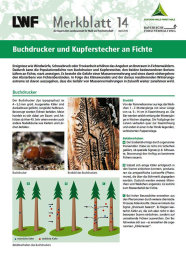 Titel Borkenkäfer an Fichte LWF-Merkblatt 14