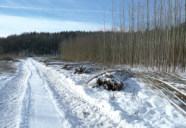 Das Foto zeigt einen Weg in einer Kurzumtriebsplantage. Rechts und links davon liegt bereits geerntetes Energieholz, dahinter ist der noch verbliebene Energiewald zu sehen.