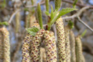 herabhängende Blüten und erste Blätter an einem Zweig