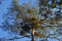 Misteln auf einer Kiefer