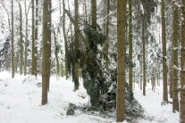 Abgebrochene Fichtenkrone an einem Stamm hängend in einem verschneiten Wald