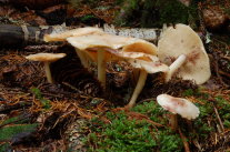 Pilze auf Waldboden und Moos 
