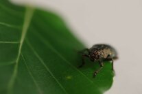 Makro Käfer auf Buchenblatt