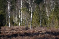 Birken auf einem krautig bewachsenen Moorboden