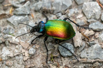 Großer, bunt schillernder Käfer