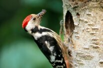 Mittelspecht an einem Birkenstamm mit Insekten im Schnabel