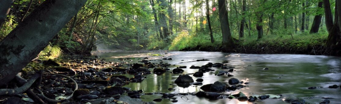 Header Auwald