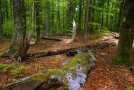 Dichter, totholzreicher Laubwald mit liegendem und stehendem Totholz.