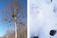 Befallene Moorbirke (links) und Samen der Moorbirke auf Schneeresten (rechts)