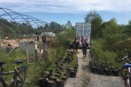 Menschen tragen Jungbäume aus einem Container in das Freiland