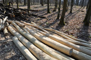 Zwei Haufen von geschälten und ungeschälten Robinienstangen liegen im Wald.