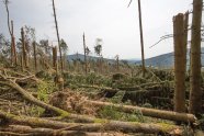 Fichtenwald nach Sturm: umgeknickte Bäume liegen herum