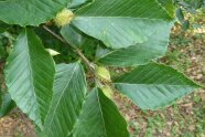 Ein Zweig der Amerikanischen Buche Fagus grandifolia