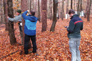 Drei Männer stehen in einem Buchenwald und vermessen Bäume