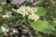 Weiße Blüten an einem Trieb mit grünen Blättern.