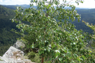 Baum auf Berg, ebenfalls kahl