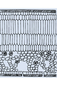 Schematischer Querschnitt durch ein Lichtblatt des Efeus  