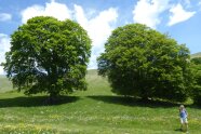 Freistehende Buchen auf einer Wiese an einem Hang vor einem weiß-blauen Himmel