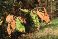 Buche mit abgefrorenen Blättern