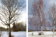 Freistehender Baum des jeweiligen Habitus im Schnee