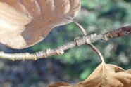 Zweig mit braunen herbstlichen Blättern. Am Zweig ist die beschriebene Ringelung zu erkennen