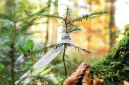 Naturverjüngung der Weißtanne im Generhaltungsbestand im Forstbetrieb Berchtesgaden