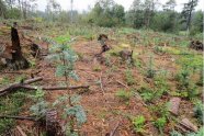 Fläche im Wald nach Sturm. Baumstümpfe und junge Bäume