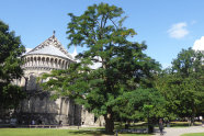 Alter stattlicher Baum steht vor einer Kirche in einer Stadt.