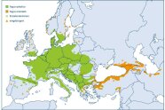 Landkarte von Europa, die das Areal der Rot- bzw. Orientbuche zeigt