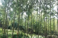 Pappelwald im Stangenholzalter