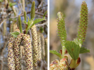 Bild der Männlichen und weiblichen Blüten