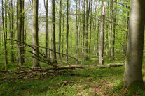 Laubwald mit glatten grauen Stämmen und grünen Kronen; in der Bildmitte liegt Totholz