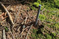 Metalstange ragt etwa 15 Zentimeter aus dem Waldboden.