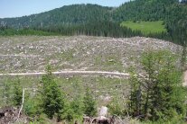 Das Bild zeigt eine hügelige Landschaft, auf dem Hügel in der Mitte sieht man viele Baumstümpfe und tote Äste liegen. im Vordergrund stehen einige wenige grüne Nadelbäume.
