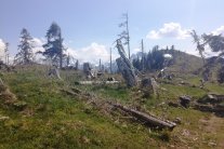 Lichter Wald mit alten Sturmschäden im Hochgebirge.