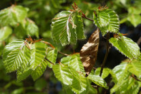 Zweige mit hellgrünen Blättern im Wald (© Michael Friedel)