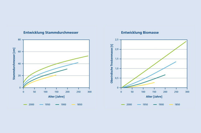 Liniendiagramme für das Wachstum von Buchen in Abhängigkeit vom Alter und Kalenderjahren 