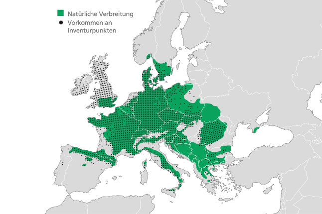 Europakarte mit der Verbreitung der Buche v.a. im mitteleuropäischen Raum