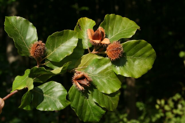 Ein Zweig der Rotbuche mit 4 Bucheckern in Nahaufnahme