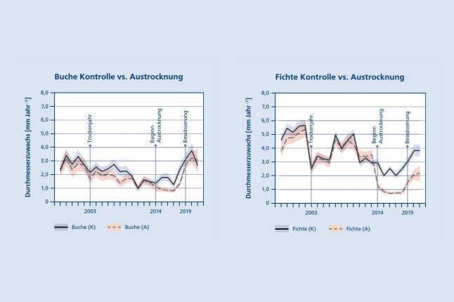 Mittlerer jährlicher Zuwachs auf ausgetrockneten Parzellen im Vergleich zur Kontrolle