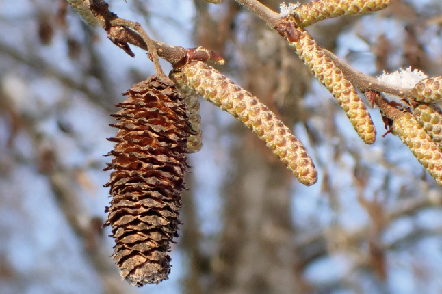 Bild der Blütenstände im Winter