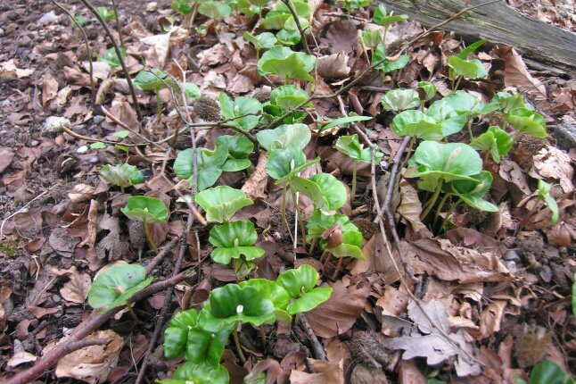 Keimlinge der Rotbuche sprießen aus dem Waldboden