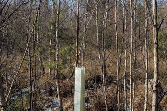 Wuchshülle zeichnet die Moorbirke in einem Sandbirkenbestand