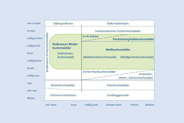 Ökogramm zeig das Vorkommen von Buchenwäldern in Abhängigkeit von Feuchte und pH-Wert