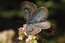 Ein braun-blauer Schmetterling