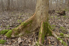 Alter Baum steht in einem Laubwald.