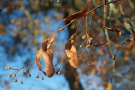 Lindenzweig im Herbst